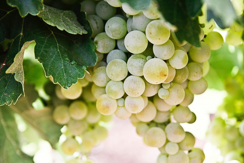 Bom de copo: Os vinhos orgânicos chilenos