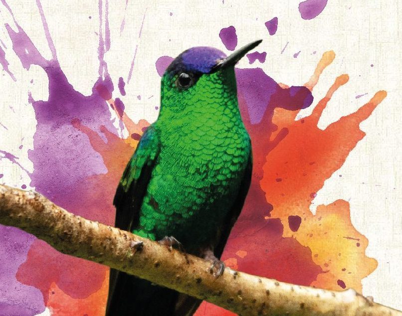 Exposição “Olha o passarinho” fica no Clube Pinheiros até 30 de setembro