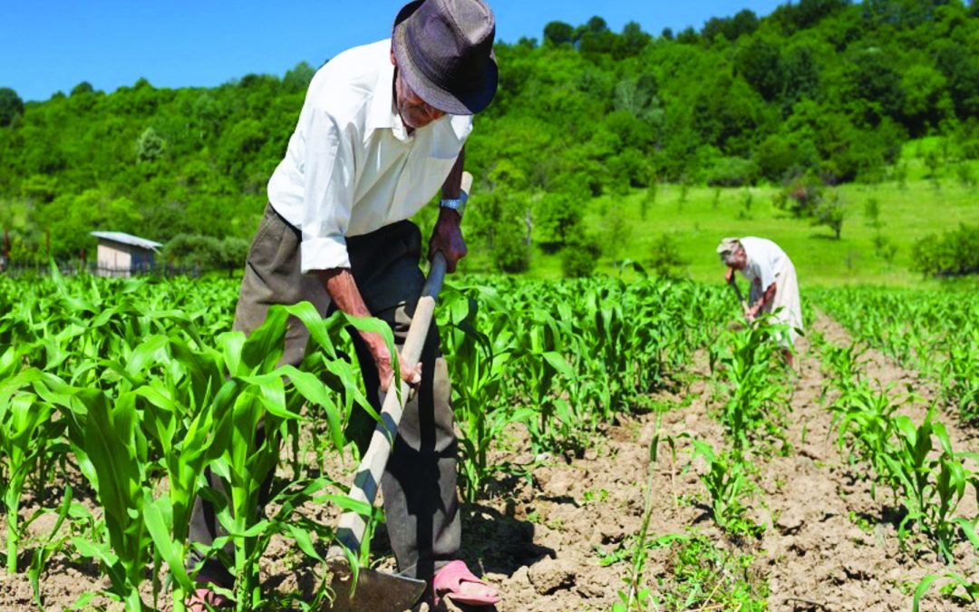 Atlas do Espaço Rural Brasileiro revela as características dos produtores e estabelecimentos agropecuários