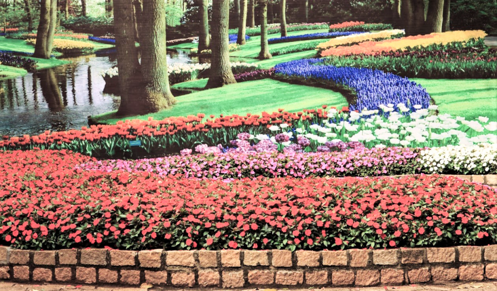 Jardim de tulipas - Foto divulgação
