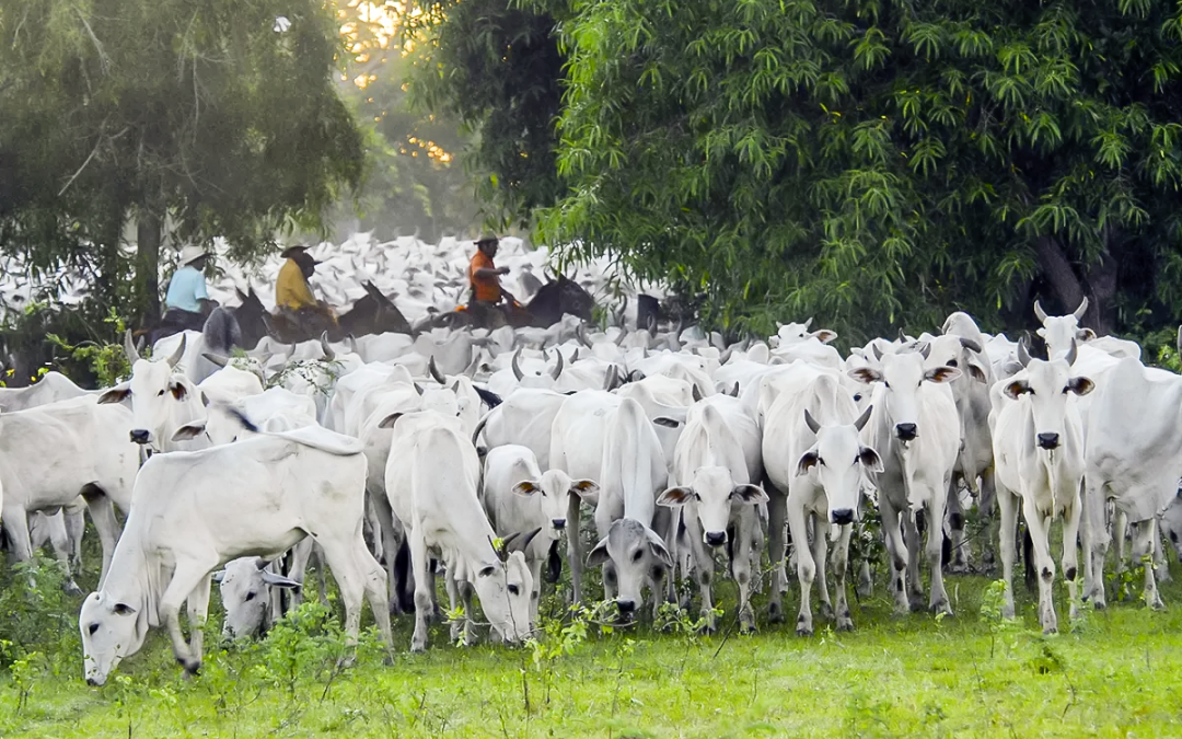 Conheça os dez municípios com maiores rebanhos bovinos do Brasil