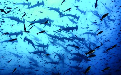 No AquaRio, mostra “Uma Janela para o Oceano” reúne fotos subaquáticas feitas por Rodrigo Thomé