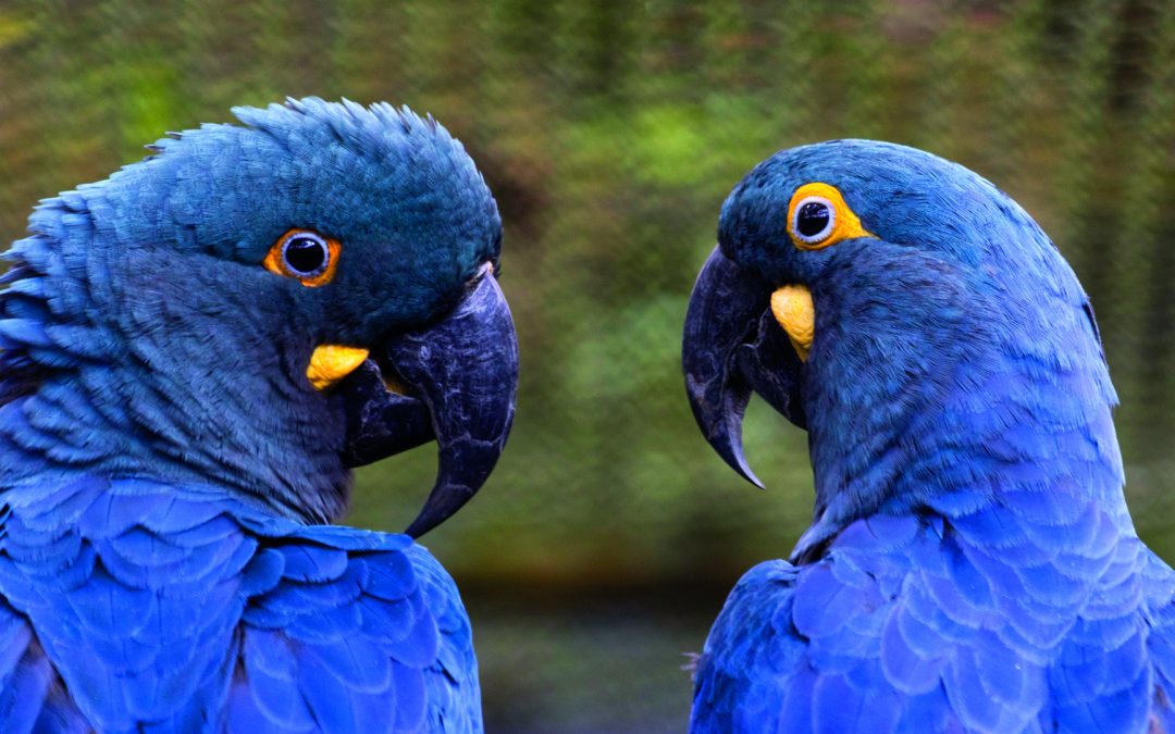 Zoológico de São Paulo abre viveiro de araras-azuis aos visitantes